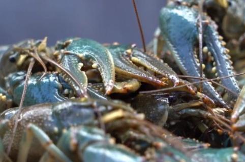 它在德國(guó) 泛濫 ,比小龍蝦還難弄,吃貨見后不淡定 來(lái)中國(guó)試試